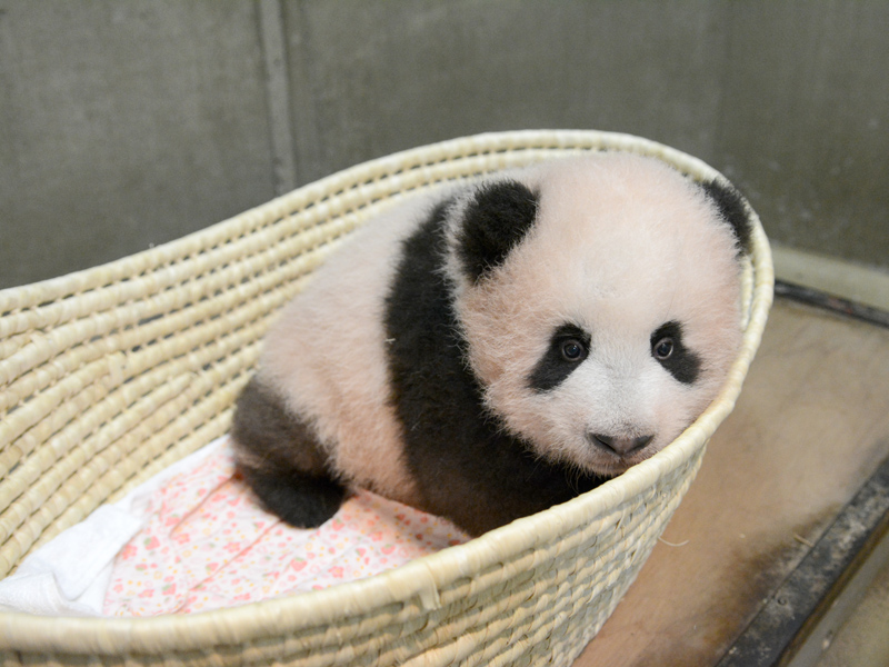 ジャイアントパンダ シャンシャン 近況 1 110日齢を迎え13回目の身体検査 上野動物園のジャイアントパンダ情報サイト Ueno Panda Jp