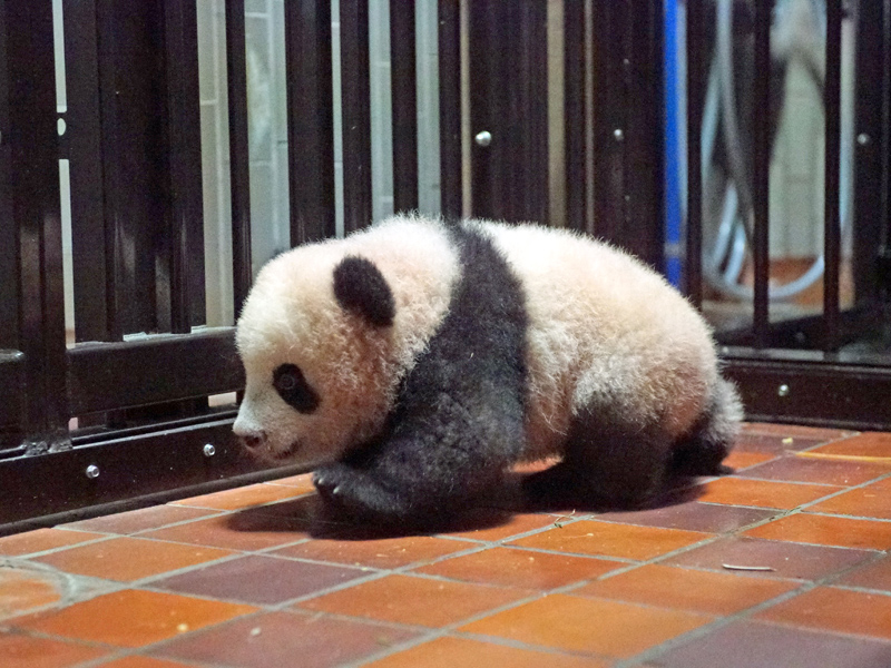 産室内で歩くシャンシャン