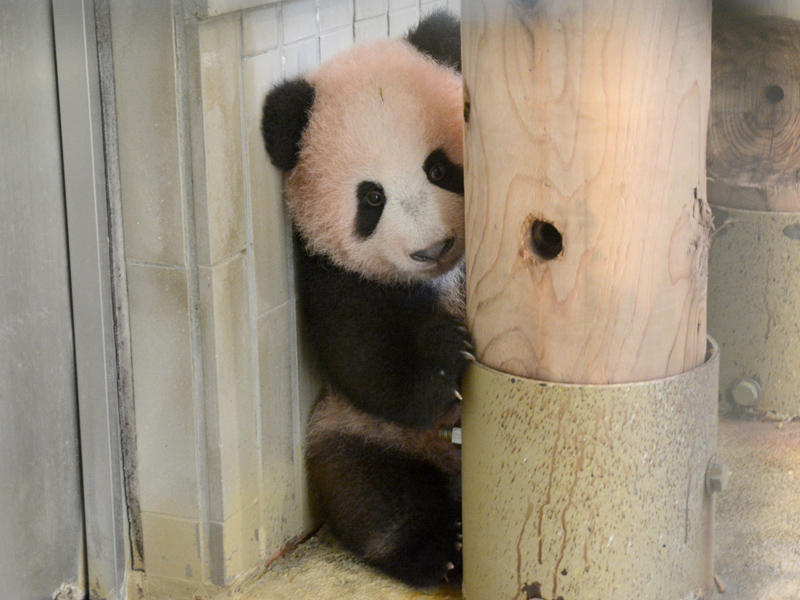 ジャイアントパンダ シャンシャン 近況 4 140日齢を迎え16回目の身体検査 上野動物園のジャイアントパンダ情報サイト Ueno Panda Jp