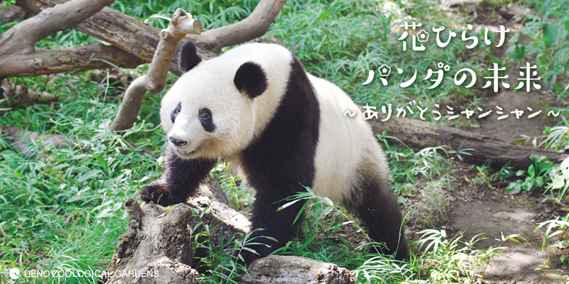 花ひらけパンダの未来 ありがとうシャンシャン 壁紙のプレゼントを開始しました 上野動物園のジャイアントパンダ 情報サイト Ueno Panda Jp