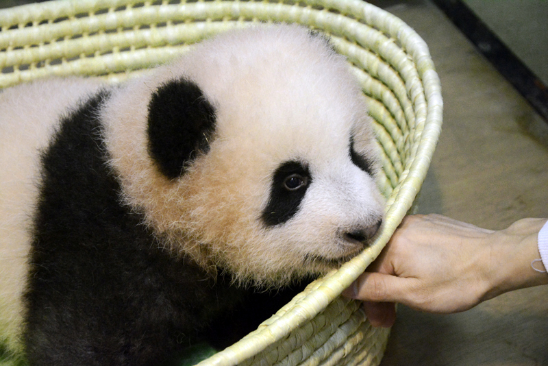 ジャイアントパンダの赤ちゃんの名前は シャンシャン 香香 に決定 上野動物園のジャイアントパンダ情報サイト Ueno Panda Jp