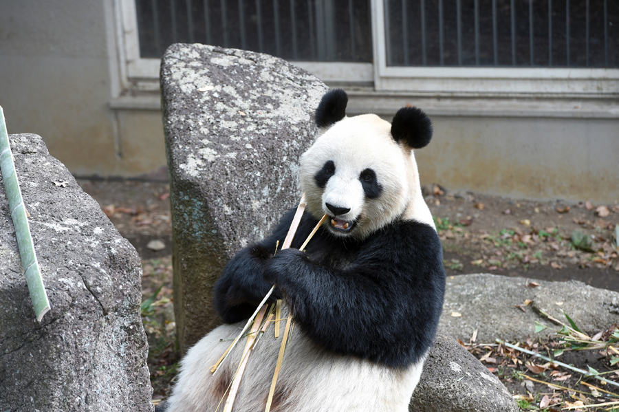 ジャイアントパンダ「シャンシャン」近況［36］｜上野動物園の