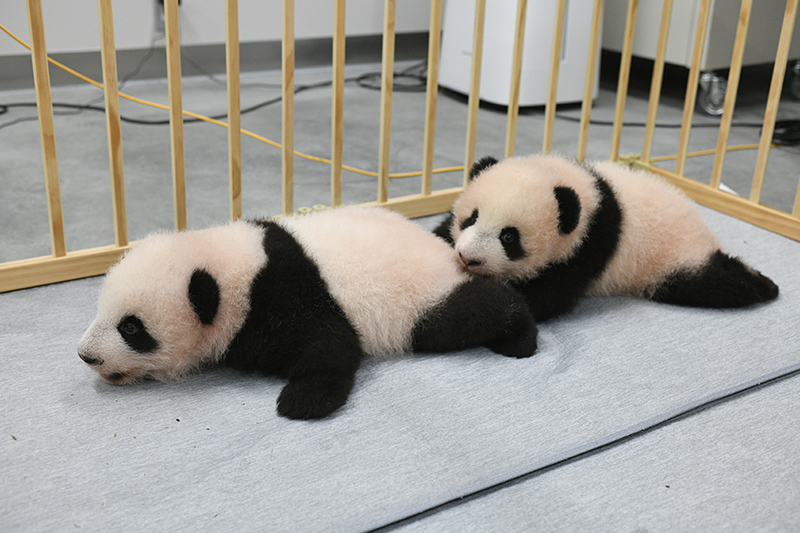 パンダ 双子 の 上野 上野動物園双子パンダの名前は？公開はいつからで体重は？