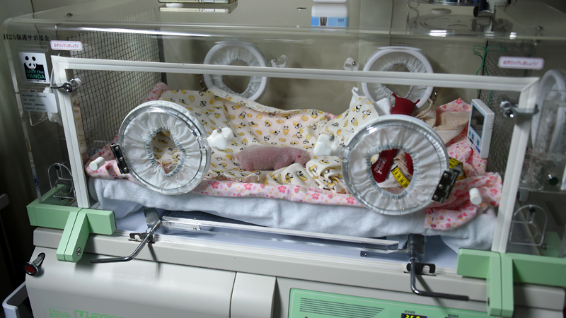 保育器の中の子ども(2017年6月17日17時44分から18時4分まで身体検査を実施)