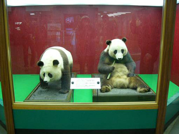 10 11から ジャイアントパンダ来園40周年展 上野動物園のジャイアントパンダ情報サイト Ueno Panda Jp