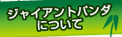 ジャイアントパンダについて