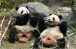panda image