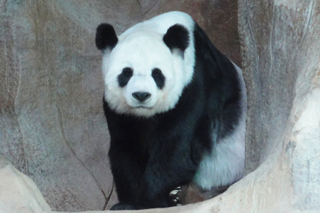 チェンマイ動物園のジャイアントパンダ