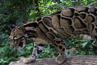 カオキオ動物園のウンピョウ