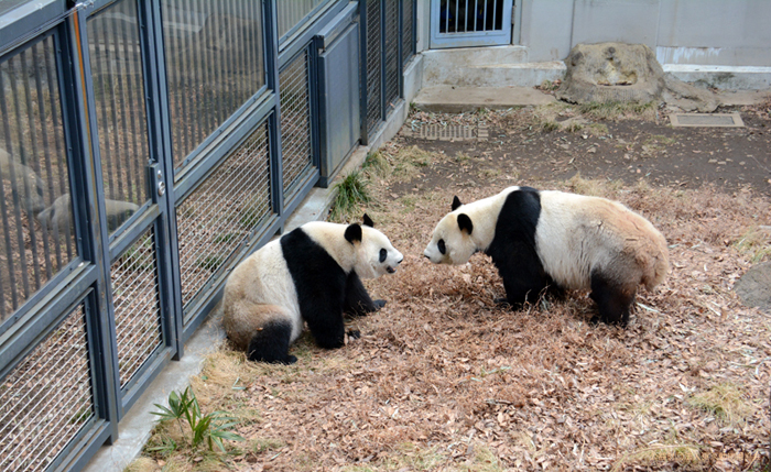 ジャイアントパンダの交尾行動を確認しました 上野動物園のジャイアントパンダ情報サイト Ueno Panda Jp