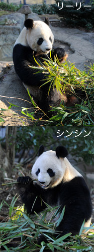 リーリーとシンシン