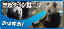 壁紙ダウンロード