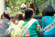 ジャイアントパンダをじっくり見学