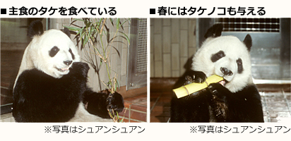 Q4 ジャイアントパンダはタケ ササしか食べないの 上野動物園のジャイアントパンダ情報サイト Ueno Panda Jp