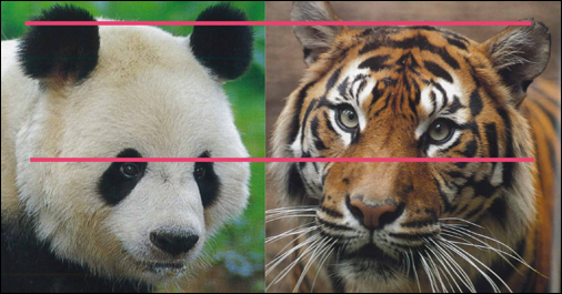 パンダとトラの顔の比較