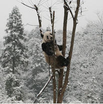 木に登るパンダ