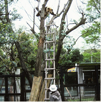 降りられなくなったトントン（メス）を救出