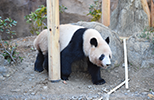 panda image