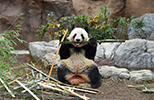 panda image