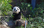 panda image
