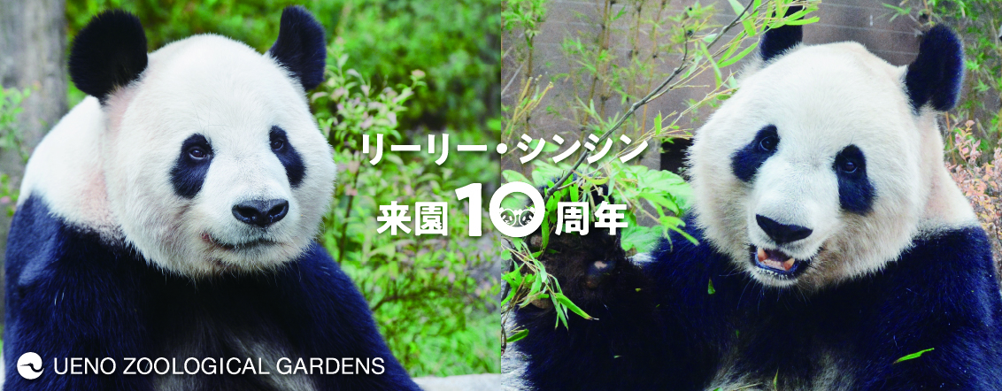 上野動物園のジャイアントパンダ情報サイト Ueno Panda Jp