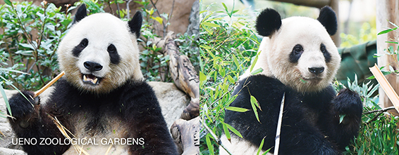 UENO ZOOLOGICAL GARDENS