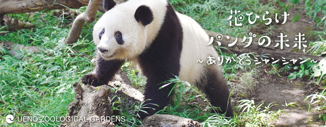 上野動物園のジャイアントパンダ情報サイト Ueno Panda Jp