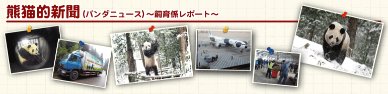 熊猫的新聞（パンダニュース）～飼育係レポート～