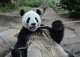 パンダプロフィール 上野動物園のジャイアントパンダ情報サイト Ueno Panda Jp