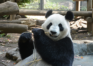 パンダプロフィール 上野動物園のジャイアントパンダ情報サイト Ueno Panda Jp