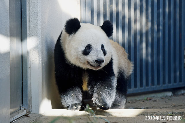 パンダプロフィール 上野動物園のジャイアントパンダ情報サイト Ueno Panda Jp